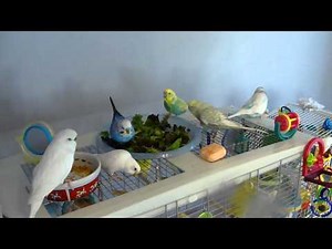 Cute Budgies Eating Fresh Lettuce & Playing! 🥬🦜