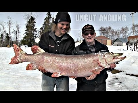 First Musky EVER from Lake Winnipeg?? - Uncut Angling - April 10, 2014