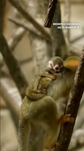 Baby squirrel monkey makes debut at Chicago zoo