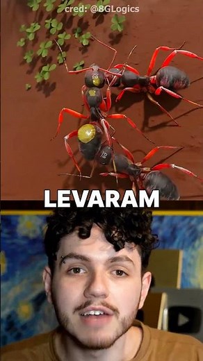 The ant that smelled of death was buried alive!