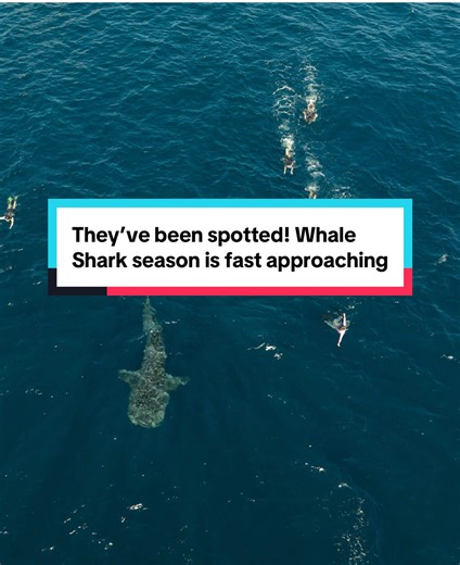 🐳 Ever snorkelled with the largest fish on Earth? You can at Ningaloo Reef! The first whale sharks have now been spotted, with tours starting in March, so don’t miss adding this incredible experience to your 2026 plans. 📍: #Ningaloo #fyp #whaleshark #VisitAustralia #AustraliasCoralCoast @Western Australia @Australia