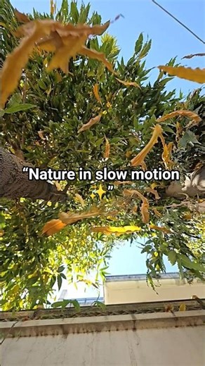 #DreamTrackAI slow motion video of leaf falling on phone