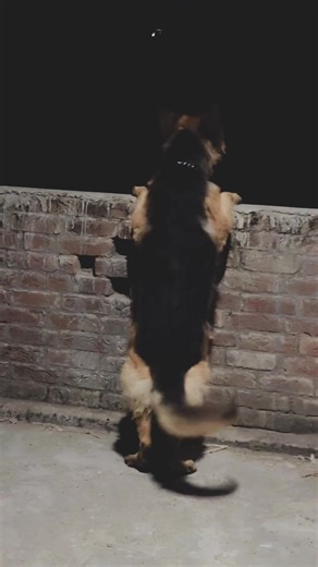 Security Tips for German Shepherd Owners