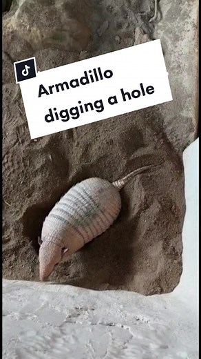 Armadillos Digging Fun: Nature's Expert Diggers