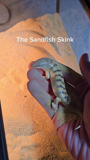 This lizard disappears in the blink of an eye.