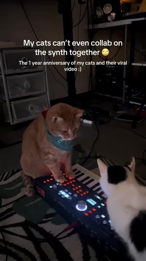 Anniversary Celebration of Viral Cat Video