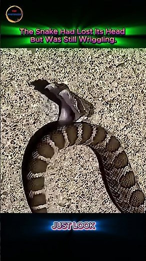How Can a Snake Still Move After Losing Its Head?