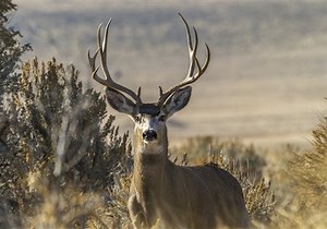 NIH’s Solution to Campus Overrun With Deer: Give Them Ovariectomies