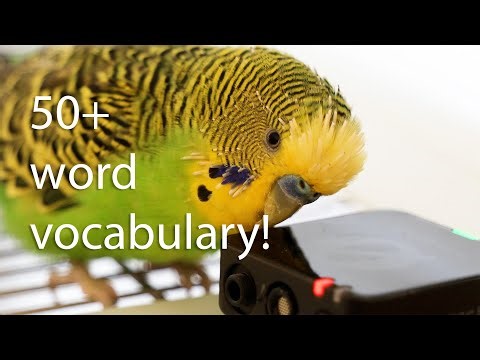Budgie's vocabulary stuns humans!