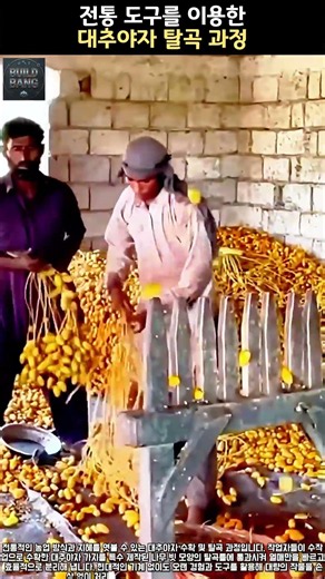 전통 도구를 이용한 대추야자 탈곡 과정 #worker #process #farming #datepalm #harvest