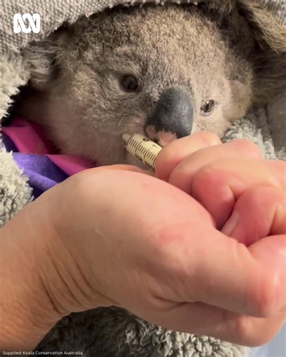 2.5K views · 24 reactions | Nigel, the koala, enjoys some lunch at his new home in the Wild Koala Breeding Visitor Centre at Guulabaa - Place of Koala. | ABC Coffs Coast | Facebook