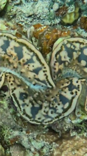 Hidden Color: The Orange Glow Inside a Giant Clam 🐚✴️💫