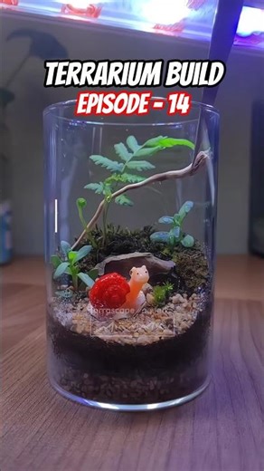 Terrarium with ferns & moss resembling nature 🪴🐌🤩 #terrascape #miniature #terrarium #plants #ferns