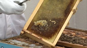 Beehives provide many benefits for Redwood City Public Library