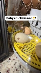 3K views · 358 reactions | OUR BABY CHICKENS ARE HATCHING!! #tattedmama #tattedmama44 #tiktok #tiktoktrends #farmlife #chickens #hatching #hatchingeggs | Lacy Dawn Ramey | Facebook