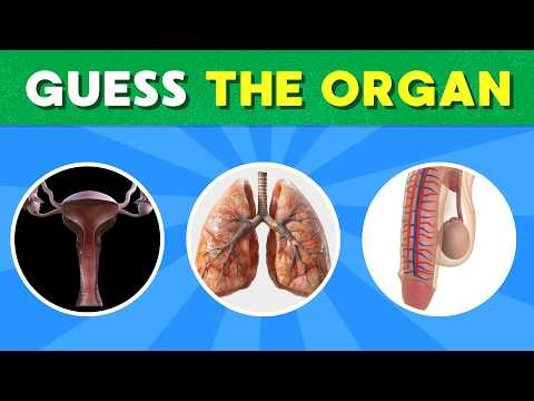 🧠 Can you GUESS THE HUMAN ORGAN? 🫀✨ Ultimate Anatomy Trivia!