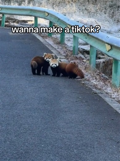 Explore Cute Red Pandas at the Zoo: Adorable Moments