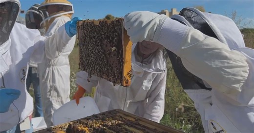 With honeybee health in decline, CSU launches veterinary science course