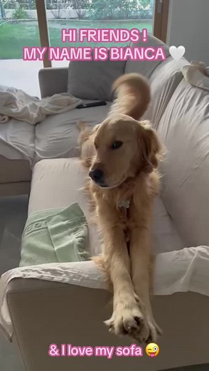 Cuddle on the Sofa with Bianca the Golden Retriever