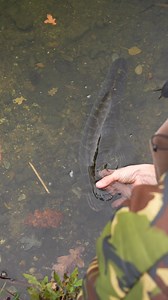 63K views · 408 reactions |  Want to catch pike with less fuss?  Learn how to set up a simple float rig that really delivers! Chris walks you through exactly how to tie it and how to use it properly, so you get the absolute best out of every session.  Click the link to watch and level up your piking game! https://bit.ly/4oYEefy #PikeFishing #Fishing #Learn #Pike #FishingTips #AnglingDirect #ADTV | Angling Direct | Facebook