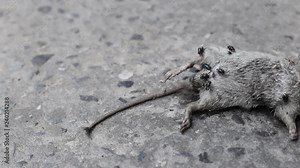 Bluebottle Fly Swarming on Rat's Body