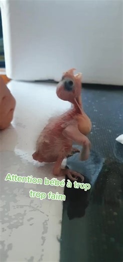 nourrissage de bébé calopsitte....#perruche #oiseaux #calopsitte