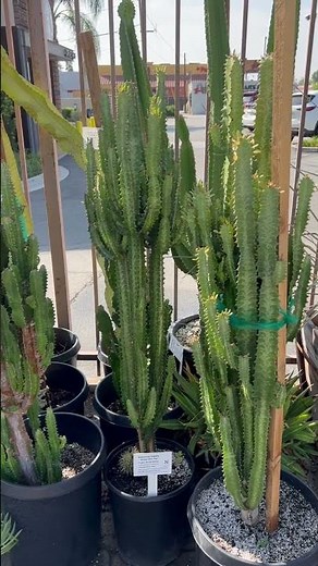 Euphorbia trigona "African Milk Tree"