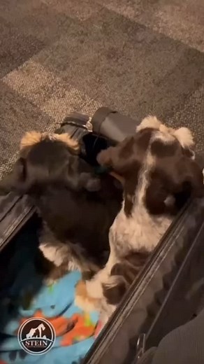 Heading west to two destinations with Dundee and Jannali. Dundee a black n rust and Jannali a liver roan at 9 weeks old are absorbing everything they explore 🐾❤️🐾 #traveling #peoplewatch #miniatureschnauzerpuppies | Stein Miniature Schnauzers