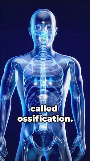 How Do Bones Help You Grow Taller?