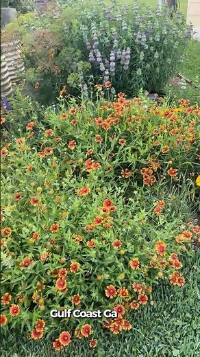 Indian Blanket (Gaillardia pulchella)