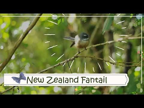New Zealand Fantail facts 🦜 Pīwakawaka 🦜 Tīwakawaka 🦜 Piwaiwaka 🦜 only fantail in 🇳🇿