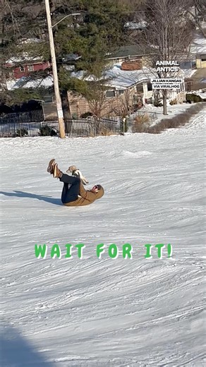 1.1M views · 27K reactions | The first human sledge  | Fluffy Animals | Facebook