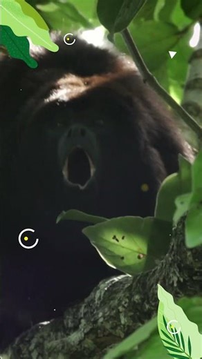 Bioguardianes | Monos