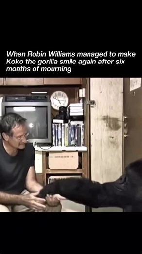 StarTalk Studio on Instagram: "In 2001, Robin Williams shared a deeply touching moment with Koko, the famous gorilla who had learned to communicate using sign language. At the time, Koko had been grieving for months after losing her close companion, Michael, and had become withdrawn and unresponsive. When Williams visited The Gorilla Foundation in California, he didn’t perform for attention — he simply connected. Through gentle play, humor, and quiet empathy, he made Koko smile and laugh again f