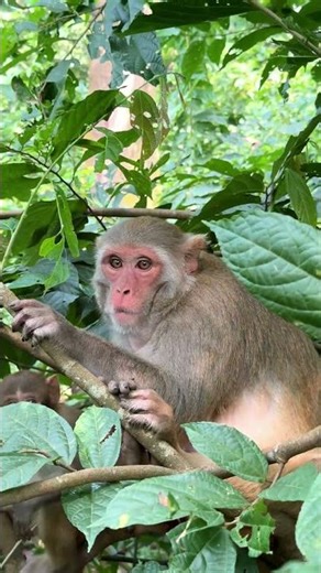 Mother Monkey Exploring the Jungle With Her Baby | Wildlife Moments