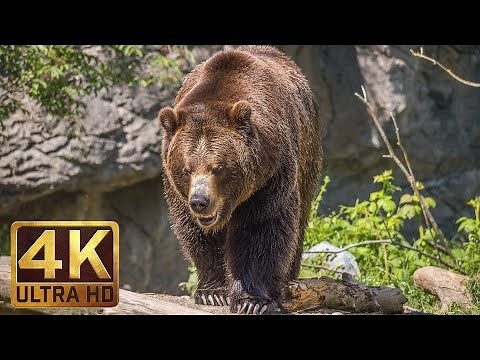 4K Ultra HD Video of Wild Animals - 1 HR 4K Wildlife Scenery with Floating Music