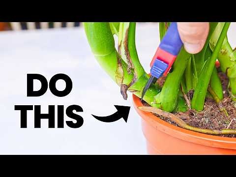 20 Essential Tips To Make Your Houseplants Thrive