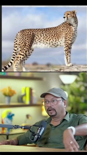 Scientific Facts About Cheetahs #wildlife #dangerous #shorts