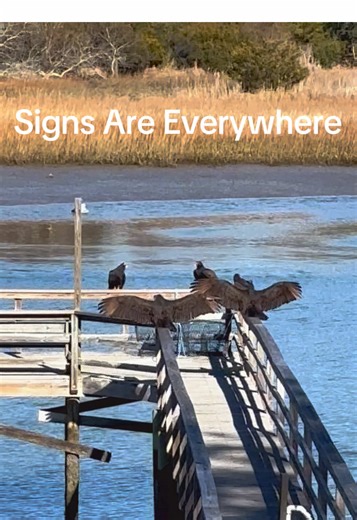 Discover Your Spirit Animal: The Vulture's Wisdom