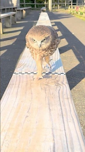 Owls Running in the OWLympics!