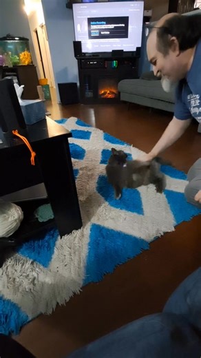 Angela K. S. Stewart cat is weird. She loves playing with William Stewart. Yes she's hissing but she's not mad. She's just weird. As soon as he stops she runs back to him. Lol | Shiela S Stewart | Facebook