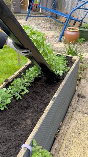 I love starting my early peas in gutters, they always do so well! Peas are my absolute favourite veg to grow, they are easy, reliable, and so satisfying to harvest. To start, just fill a length of gutter with compost, sow your pea seeds, and water lightly. Keep it somewhere sheltered, and in about 4–6 weeks your pea seedlings will be ready to slide out straight into the veg bed in perfect rows. I usually start mine in March and enjoy my first peas by the end of May, such a simple and rewarding w