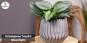 How to Care for the Beautiful Scindapsus Treubii Moonlight - Simplify Gardening