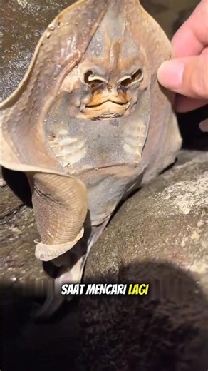 dried stingray😱i#shortvideo #shorts #seafood