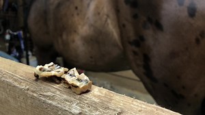 Presto had his yearly dental appointment and I learned a little more about equine dentistry. It always amazes me how sharp the horse's teeth can wear themselves over time. Take a look at this photo of a couple of the ‘caps’ or baby teeth that the dentist removed. The first side is the chewing surface…and you can easily see how sharp some of the edges are. Then I flip the teeth over and you can see the side that was previously attached and growing. Horses quite often lose these baby teeth natural