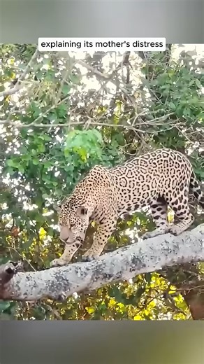 46K views · 1.1K reactions | A jaguar seeks help from humans to save her cub #virals #puppytk #cat #puppy #elephant #elephantlove #animal #cute #cutepuppylovers #cutepetshow #pet #cutepet #dog #rescue #rescueanimals #funnyanimals #fyp #lifehacks | T.off -Officina delle Arti Sceniche | Facebook