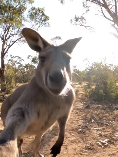 A Hilarious Walk in the Bush with Kangaroos