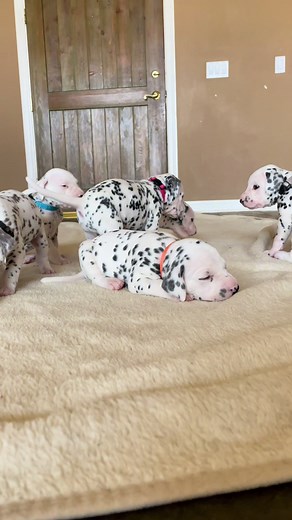 101 Dalmatians Puppies: A Cuddly Overview