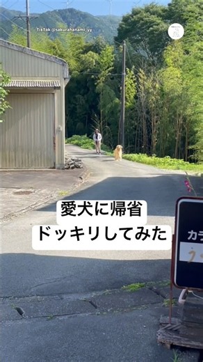 愛犬に帰省ドッキリしてみた #ゴールデンレトリバー #大型犬 #犬 #可愛い犬 #犬のいる暮らし