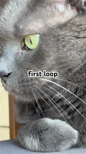 Chunky cat’s 1st loop #cat 🥹